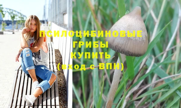 сатива Новодвинск